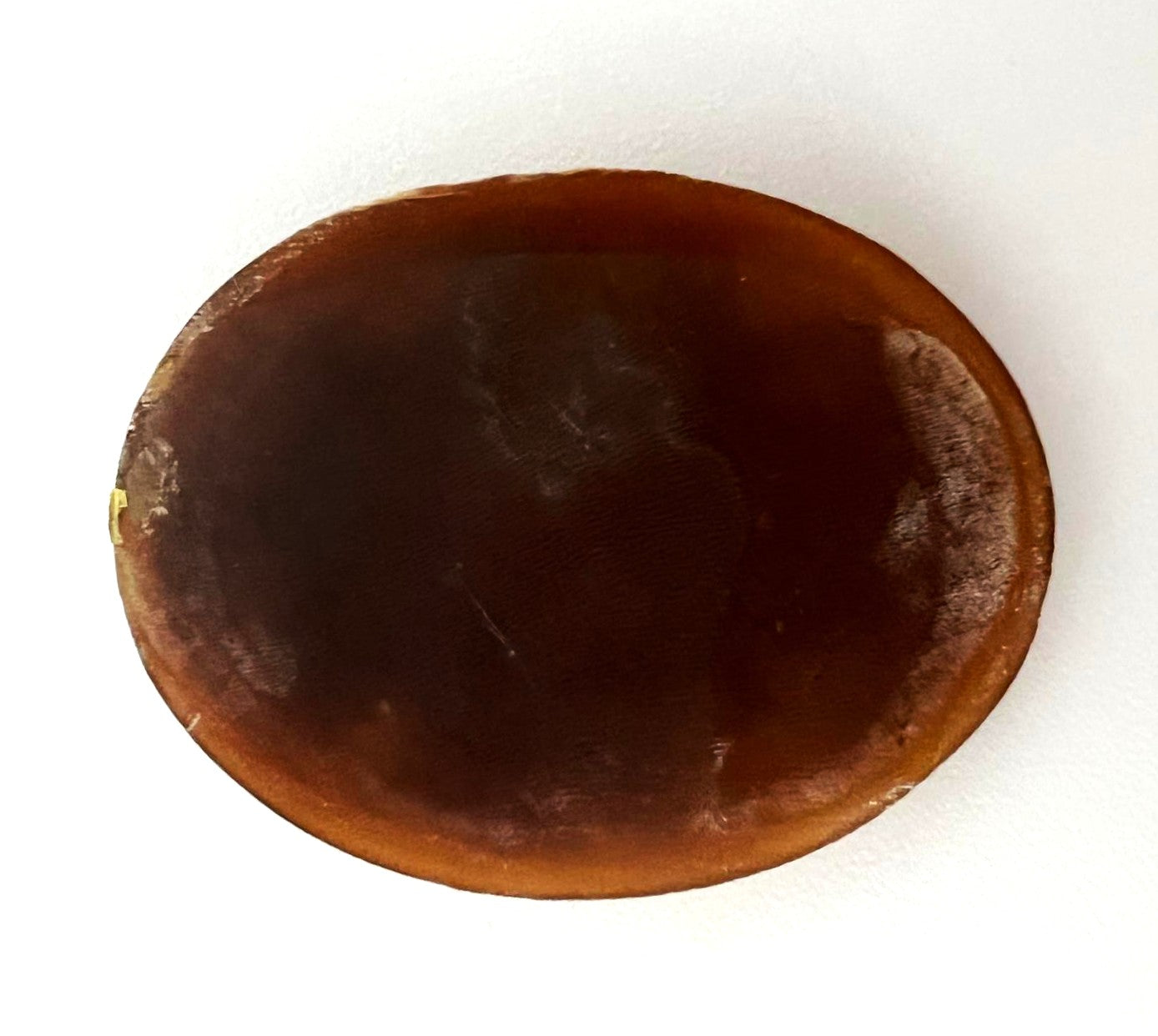 Handgeschnitzte Muschel-Kamee