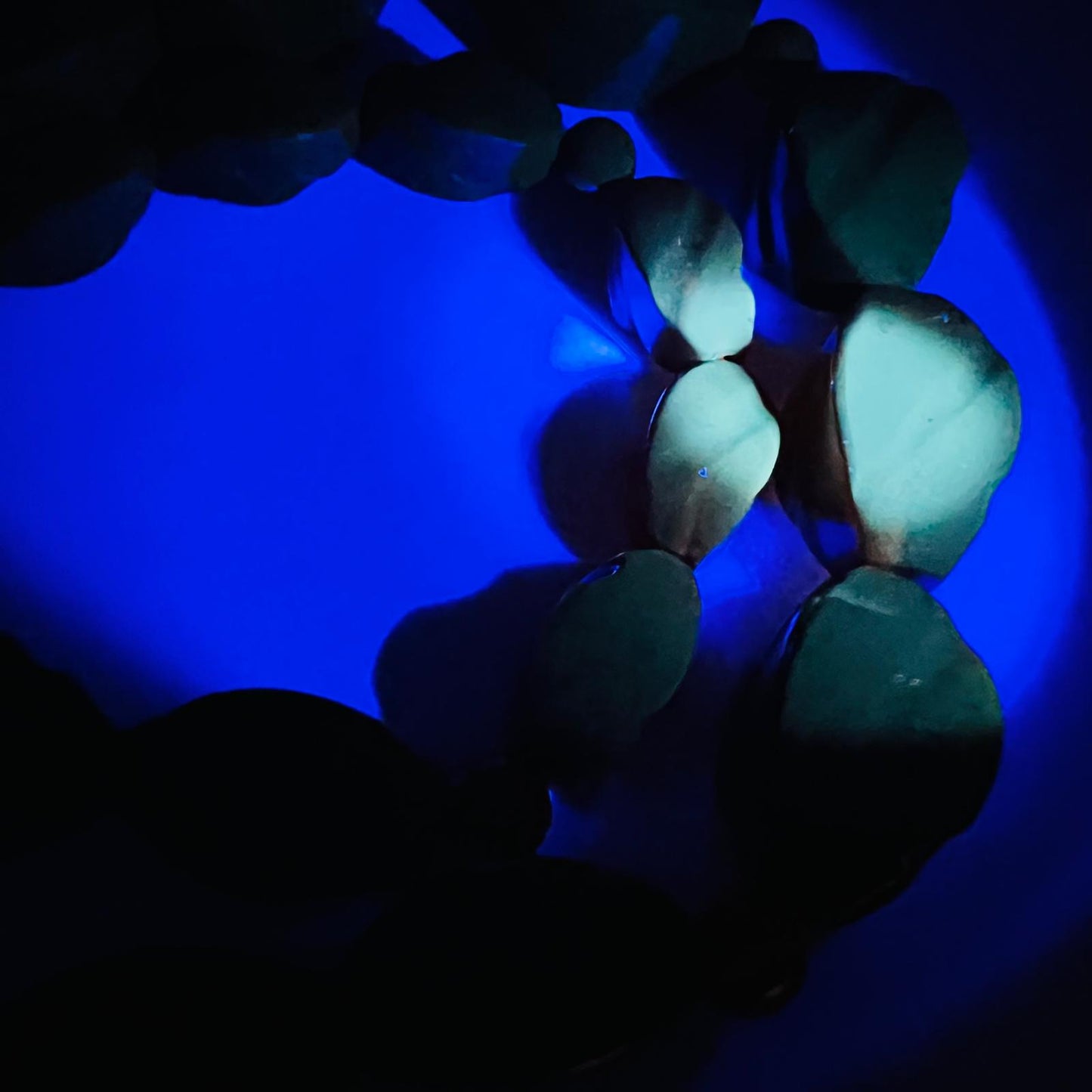  Cognac-Bernstein-Kette