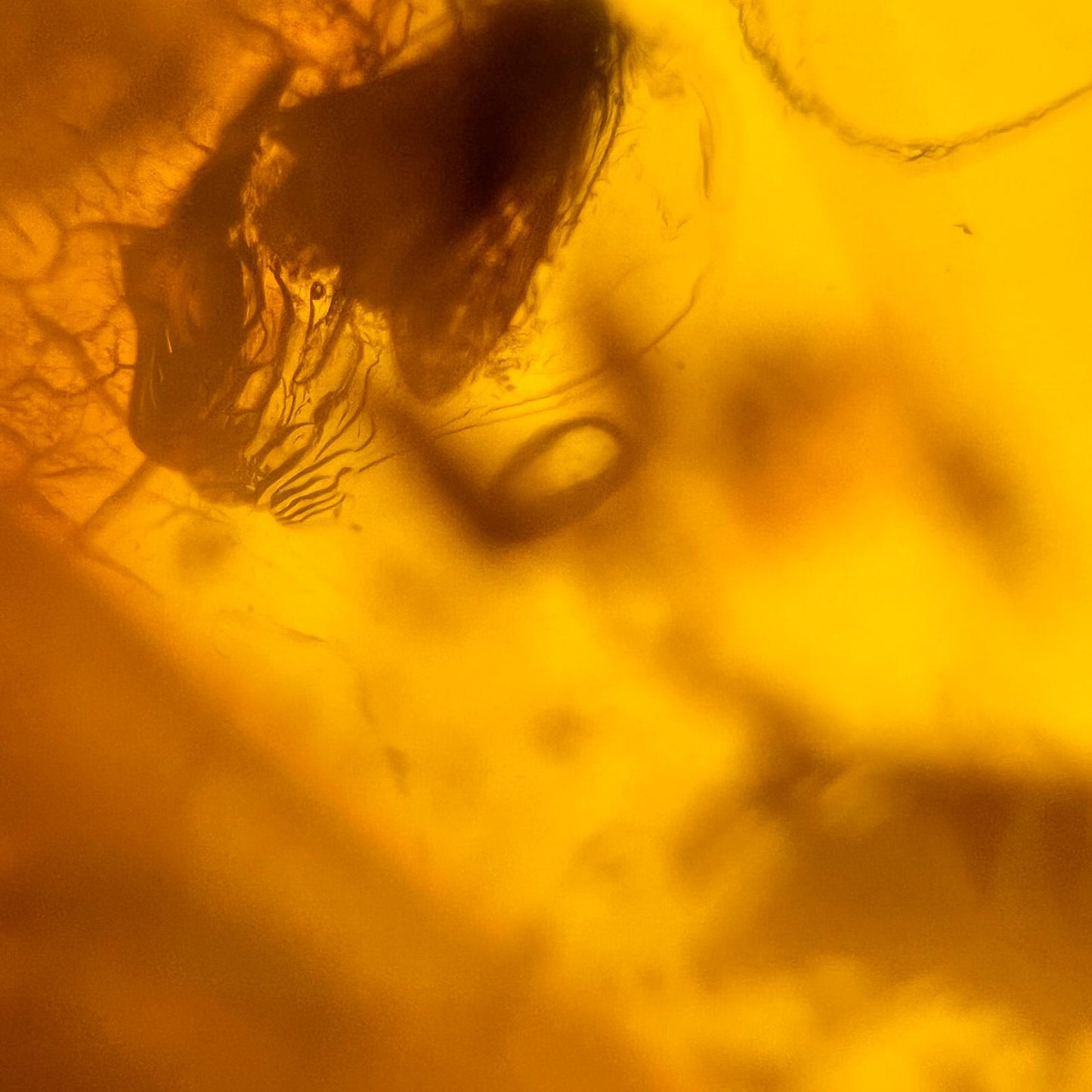 antiker Bernstein Anhänger mit Insekteninkluse