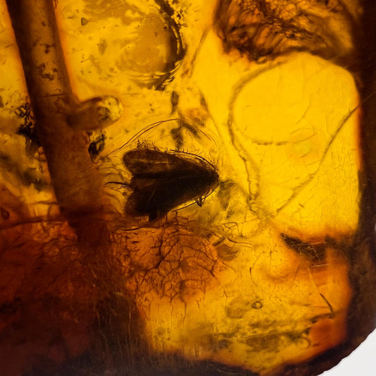 antiker Bernstein Anhänger mit Insekteninkluse