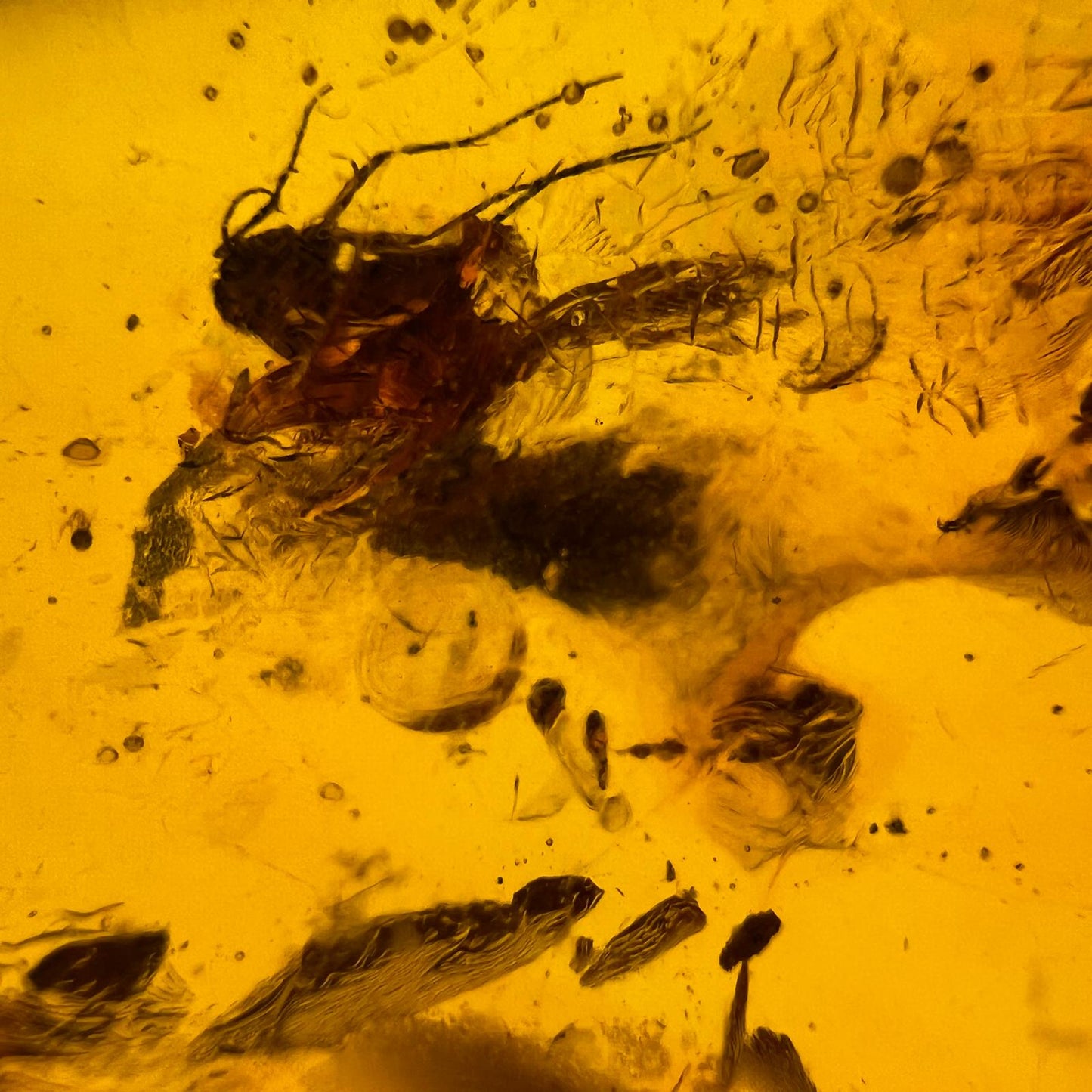 Antiker Naturbernstein