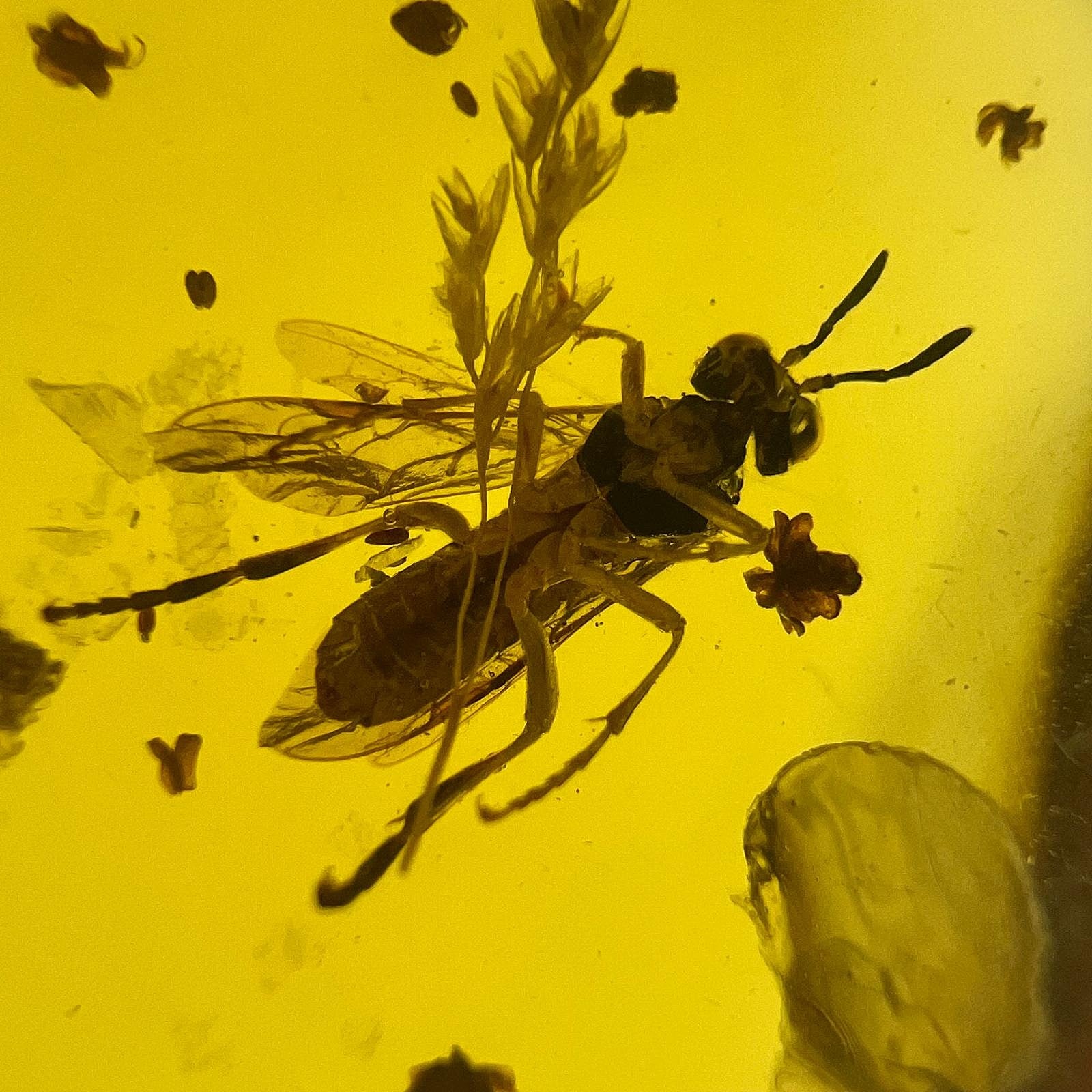 Bernstein Kette mit großer Fliegen-Inkluse Anhänger