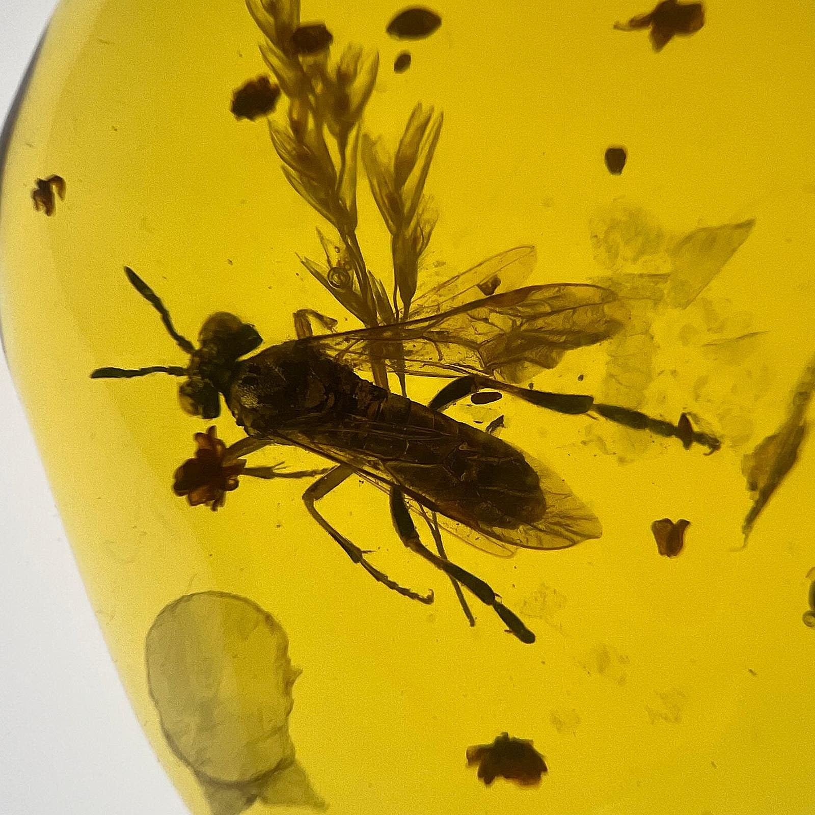 Bernstein Kette mit großer Fliegen-Inkluse Anhänger